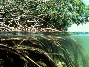 ��������� �������. ���� ������������ Überraschungsbilder � ����� wikipedia.org