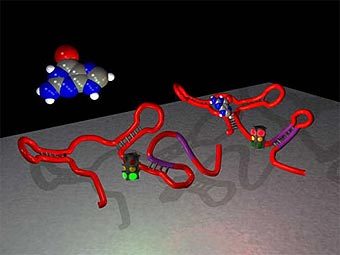 ������� ���-��������������, ����������������� � ������� ����������. ����������� � ����� biology.yale.edu