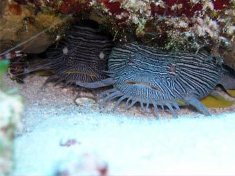 ������������ ����. ���� � ����� www.cozumelscuba.com