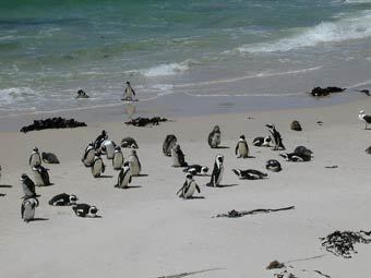 ���� � ����� danciprari.com