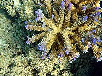 �������� ������. ���� ������������ Mbz1 � ����� wikipedia.org