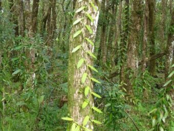 ������������ ������ Vanilla planifolia. ���� ������������ David Monniaux � ����� wikipedia.org