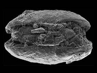 ���������� ������� ����������. ���� Mark Williams, University of Leicester.