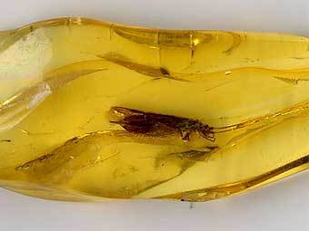 �������� ������. ���� ������������ Jurema Oliveira � ����� wikipedia.org