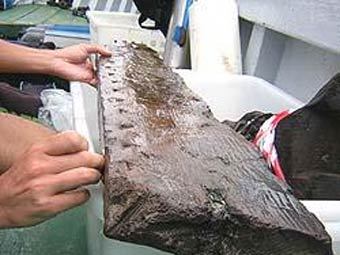 ����� ������� ������� �� �����. ���� � ����� culturalnews.it