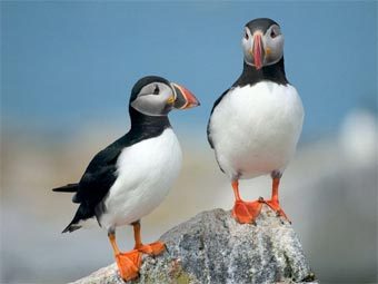 ������ Fratercula arctica. ���� ������������ Tgo2002 � ����� en.wikipedia.org
