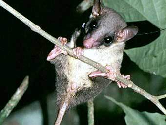 ����������� ������. ���� National Academy of Sciences, PNAS.