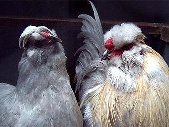 ���� ����������� ������, ������� ��������� ���������� ��������� ������������� ����. ���� � ����� dorabbiton.co.nz