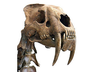 ������������� �������� ���� ���������� �����. ������� � ����� olduvaigeorg.com