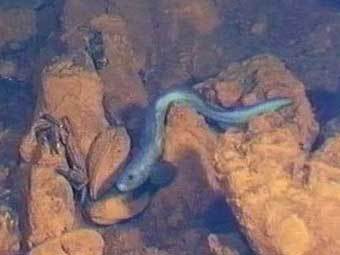  Pachycara saldanhai. ���� � fishbase.org