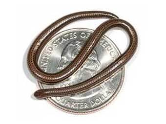 Leptotyphlops carlae �������� �� ������ ������������ � ���� ������. ���� ������� ������������.