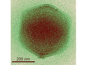 ������������ �������. ��� ��� �������� ������� ����� �� ������� ����������� ������������� ������������� ���� ����������, ��� ���� ��� ������ ��� �����������. ���� � ����� microbiologybytes.com