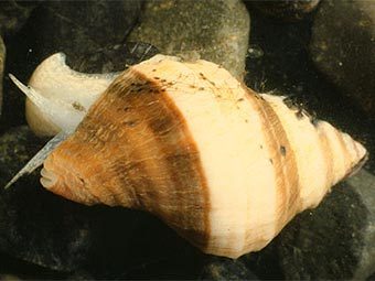 ������ Nucella lamellosa. ���� � ����� nwmarinelife.com