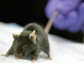 ���� � ����� mit.edu