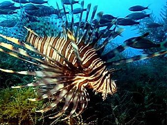 ��������. ���� ������������� ���������� �� ������������ ������� � ��������� ��� (NOAA)