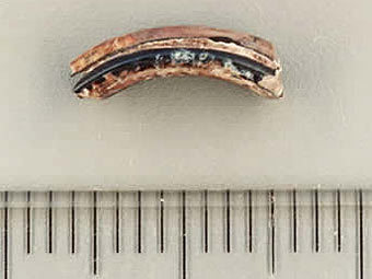 ��� ��������������� ����� ���� Dipoides. ���� � ����� eou.edu