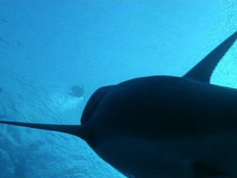 ���� �� ������ "�������� ����� ����"