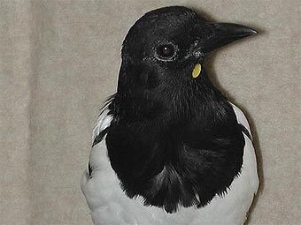 ������ Pica pica �������� ����� � ���� �������� ����� ����, ��� ������ ���� ��������� � �������. ���� ������� ������������