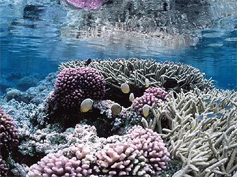 ������� � ������ ������ ��������. ���� � ����� fws.go