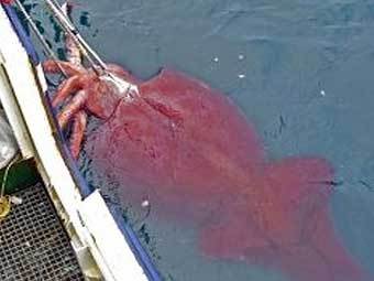 ���������� ����� ��������. ���� AFP