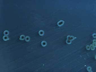 �������� Salmonella typhimurium. ���� PD/CDC