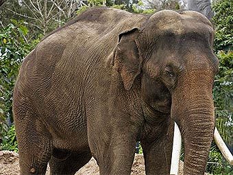 ����������� ����. ���� ������������ Fir0002 � ����� wikipedia.org