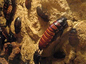 �������������� �������� Gromphadorhina portentosa. ���� ������������ Dezidor � ����� wikipedia.org