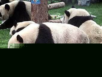 ���������� ����� � �����������. ���� AFP