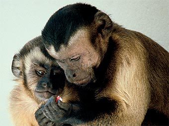 ��������-�������� Cebus capucinus. ���� ������ �� ������� ������������ ������ �� �����