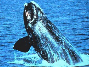 ������������������� ������� ���. ���� NOAA