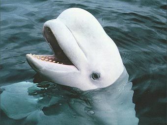 ���-������. ���� � ����� whales.org