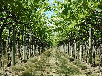 ���� � ����� cottonwoodwinery.com