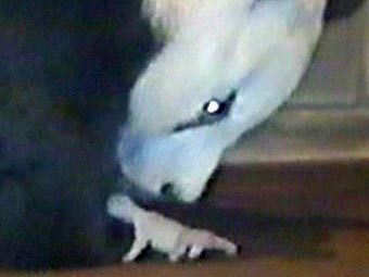 ����� ������� ����� �� ����� ��� ��� � �� �������. ���� ����������� AFP