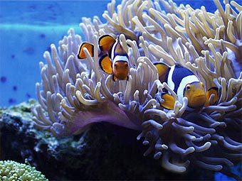 ����-������ � �� "��������" �������. ���� � ����� saltaquarium.about.com