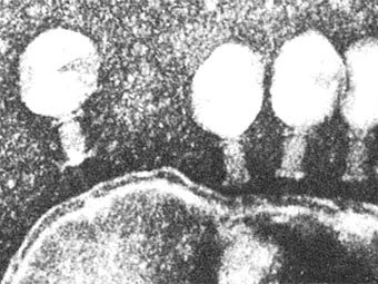 ������������ �������� ���������� ������ ������������� ������. ����������� ��������������� � ����� fizhim.ru