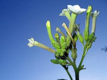 ����� ������ ������. ���� ������� ������������