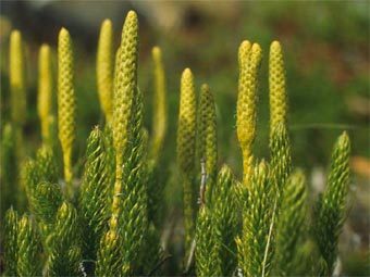 ����� ������������ Lycopodium clavatum - ���� �� ����� ���������������� �������������� �������, ����� ������� ������������ ������ ������. ���� � ����� raksti.daba.lv