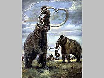 Mammuthus trogontherii. ����������� � ����� rassvet.zp.ua