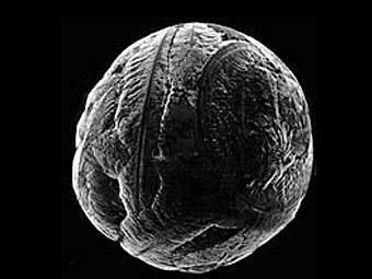 ������� ��� ������� ����������� ����. ���� ������� ������������.