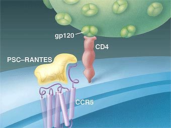 ������������ ������ �������������� �������� � ��������� CCR5. ����������� � ����� natap.org