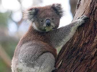 �����. ���� ������������ Diliff � ����� wikipedia.org