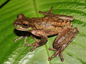 ����� Isthmohyla rivularis. ���� ������������ Frogmana � ����� wikipedia.org 