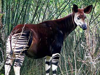 �����. ���� ������������ Raul654 � ����� wikipedia.org