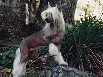 ����� ������ �� ������ ��������� �������� �����. ���� � ����� thepuppyconnection.com