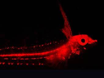 ����� ��������� ������� ��������. ���� ������� ������������.