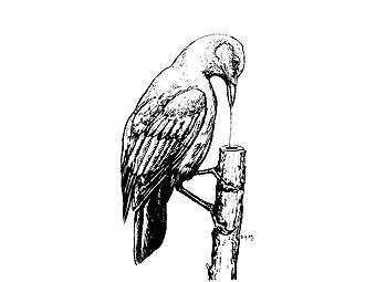 ��������������� ������ �������� ���� ��� ������ �������. ����������� � ����� animalpicturesarchive.com