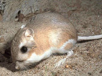 ���������� ���������� �����. ���� � ����� pocanticohills.org