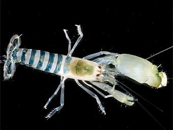 ���� �� �����-��������, �������� ������ ���������� � �������� ��������. ���� Gary Cranitch � ����� ������� Census of Marine Life