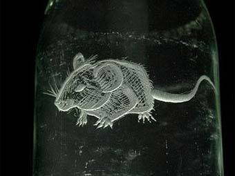 �������� �������� ������ The Telegraph