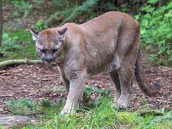  Puma concolor.    uwlax.edu